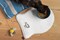 Two Cats, Orange Tabby, Gray Kitten, Pets, Embroidered, Iron on Patch